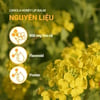 Thành phần Son dưỡng không màu INNISFREE Canola Honey Lip Balm 3.5g