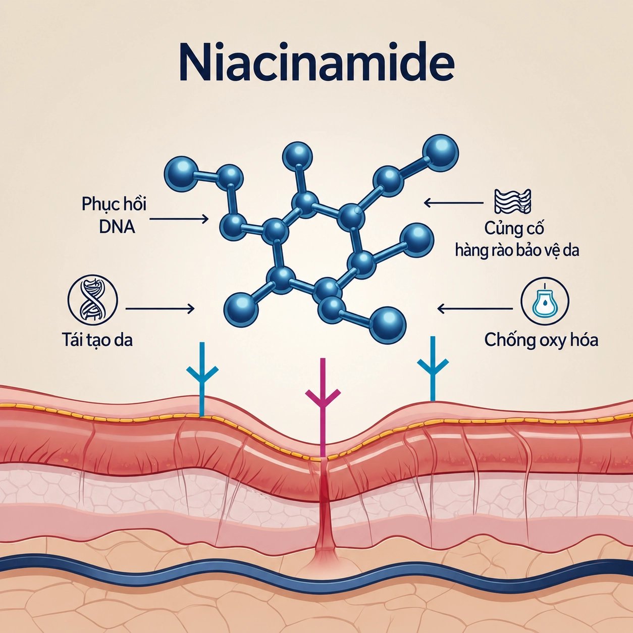 Công dụng Niacinamide